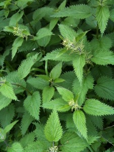 nettles - photo - Sarah Lockett