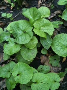garlic mustard (1st year) photo: Sarah Lockett