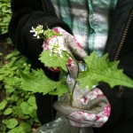 Garlic Mustard (2nd year) photo: Sarah Lockett