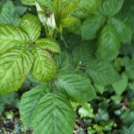 Blackberry leaves (photo: Sarah Lockett)