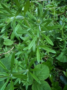 Goose Grass, photo: Sarah Lockett
