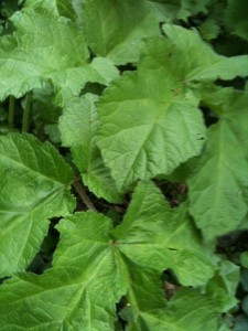 Hogweed leaves (photo: Sarah Lockett)