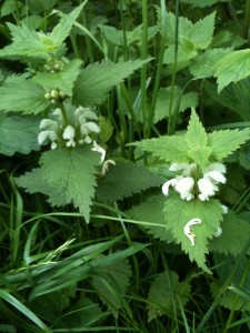 Dead nettles (photo: Sarah Lockett)