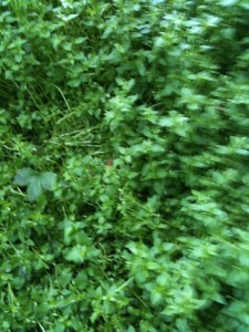 Chickweed (photo: Sarah Lockett)