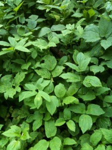 Ground Elder (photo: Sarah Lockett)