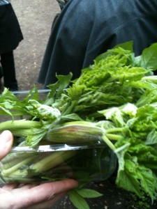 Hogweed spears (photo: Sarah Lockett)