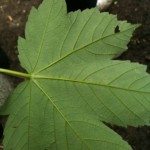 Sycamore leaf (photo, Sarah Lockett)