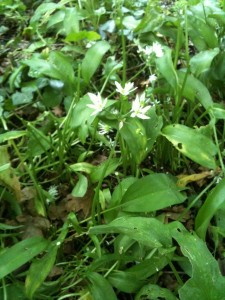 Wild garlic (Photo: Sarah Lockett)