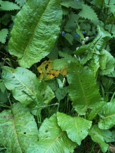 Dock leaves - photo: Sarah Lockett