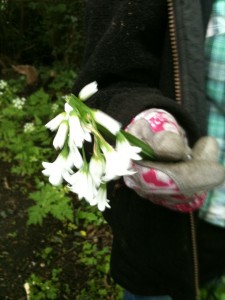 Three Cornered Leek (photo: Sarah Lockett)