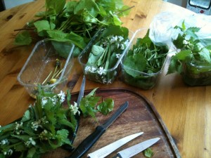 Foraging haul (photo: Sarah Lockett)