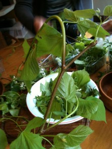 Lime Leaves (photo: Sarah Lockett)