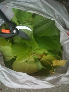 Linden leaves, photo Sarah Lockett