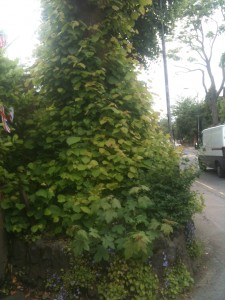 Linden Tree NW3, Photo: Sarah Lockett