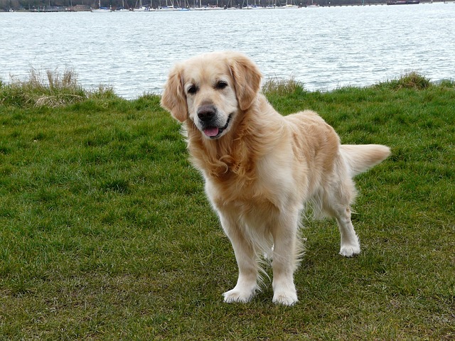 what are golden retrievers known for moneymagpie make money save money and more what are golden retrievers known for moneymagpie make money save money and more