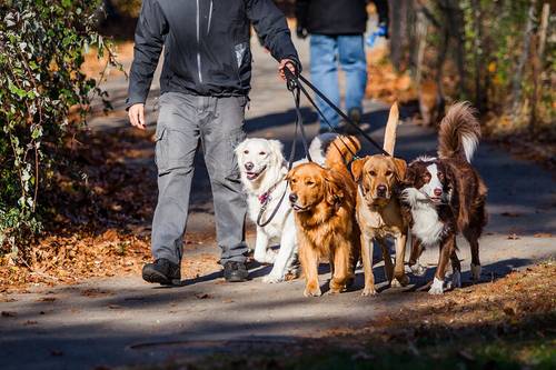 HOw to make money as a dog walker