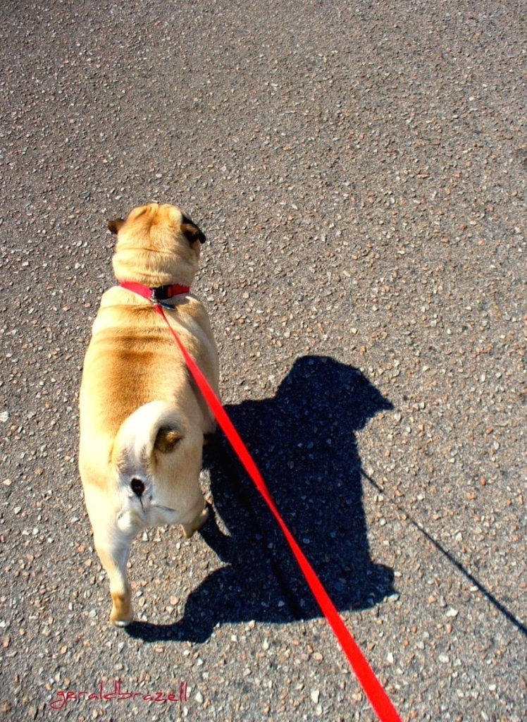 Dog Walking - Make £60 an hour while getting fit