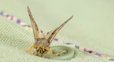 Moth-proofing and moth prevention for your clothes