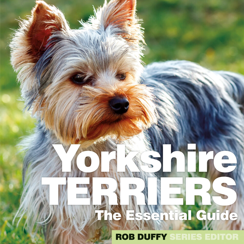 a yorkshire terrier dog