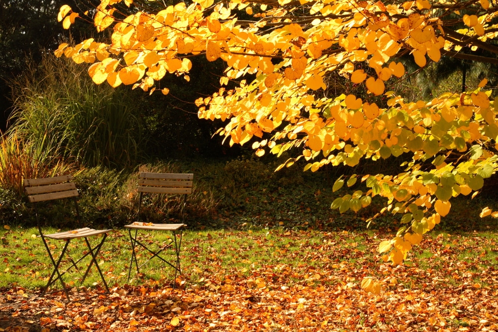 Autumn garden with iron furniture