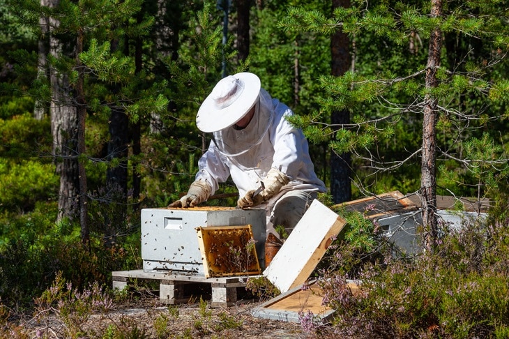 Make Money Beekeeping