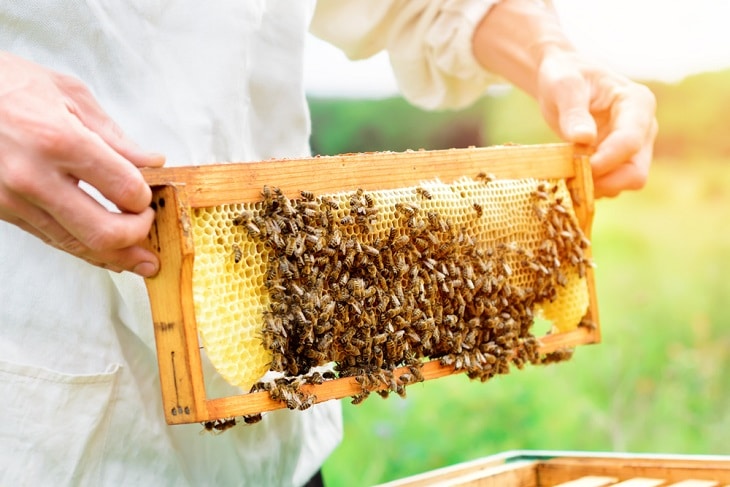 Make Money Beekeeping