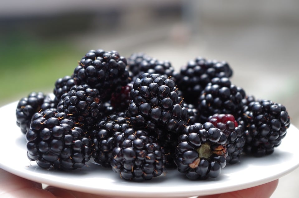 plate of Blackberries