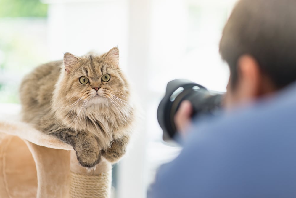 Sell photos of your cat or dog to stock sites for cash
