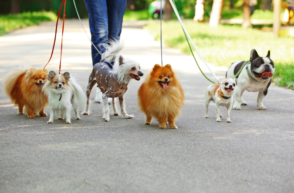 Become a dog walker and let your dog make lots of friends