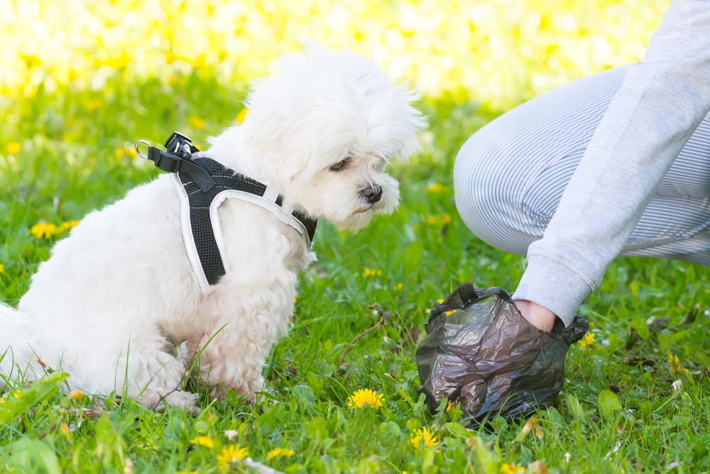 Woman picking up dog mess