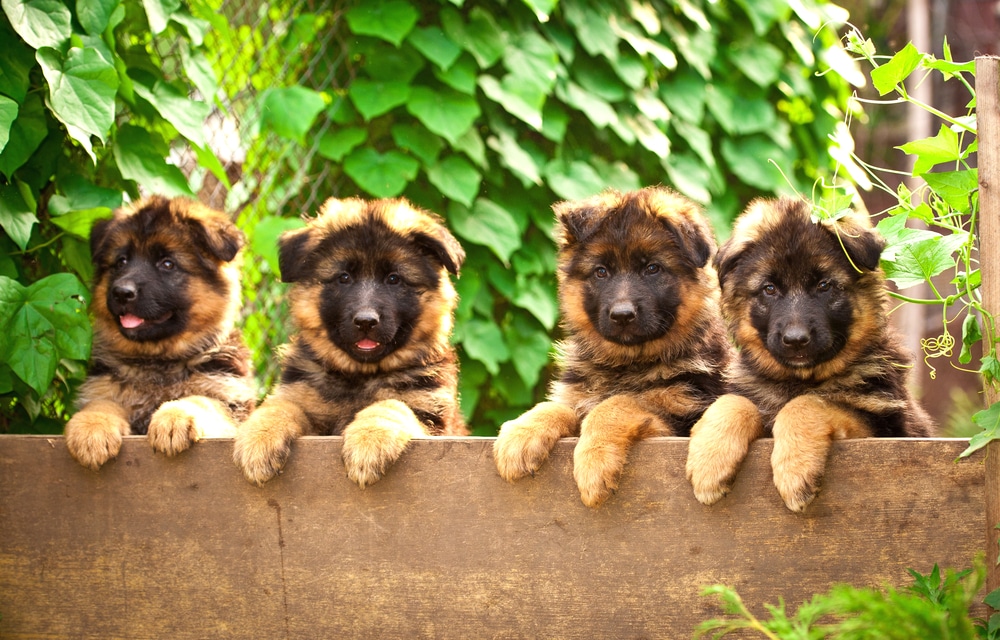 German Shepherd puppies looking over a fence