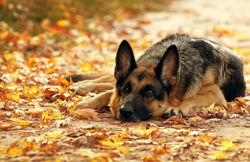 German Shepheard dog lying in autumn leaves