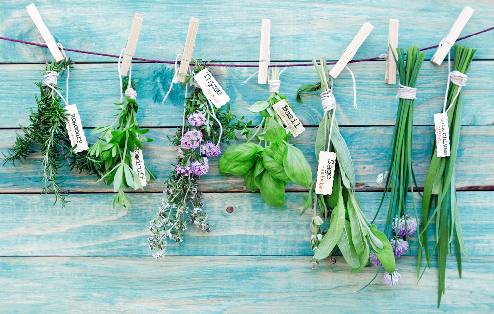 Selection of fresh herbs pegged on a string