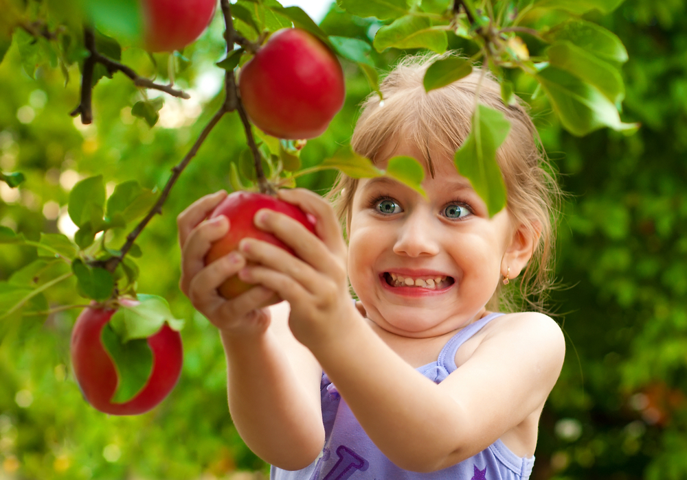 Little girl excitedly picking an apple