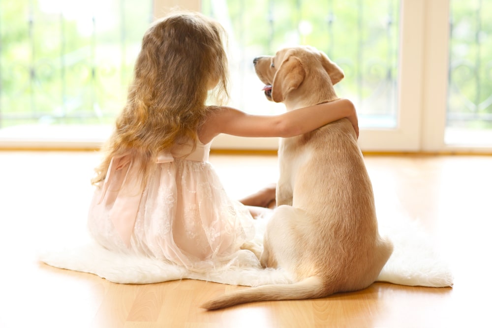 Little girl with arm round golden Labrador puppy