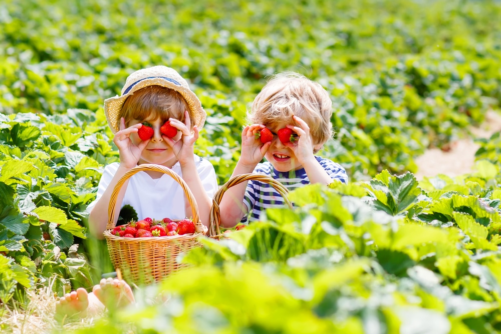 Children picking strawberries
