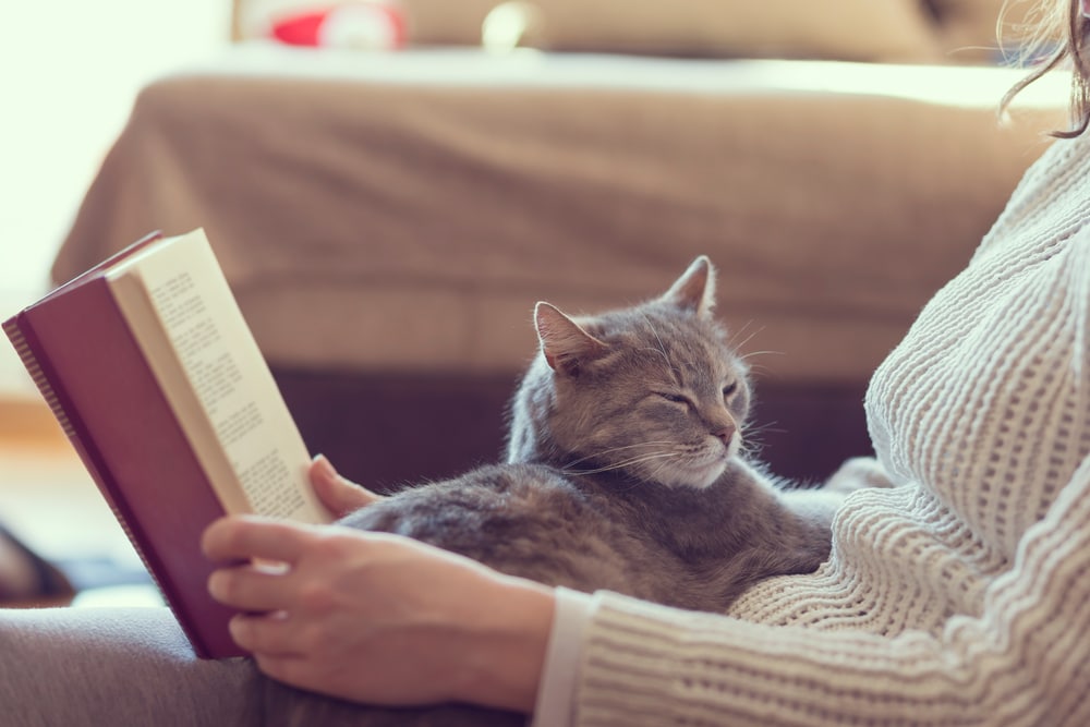 Pet cat sitting in lap of woman reading