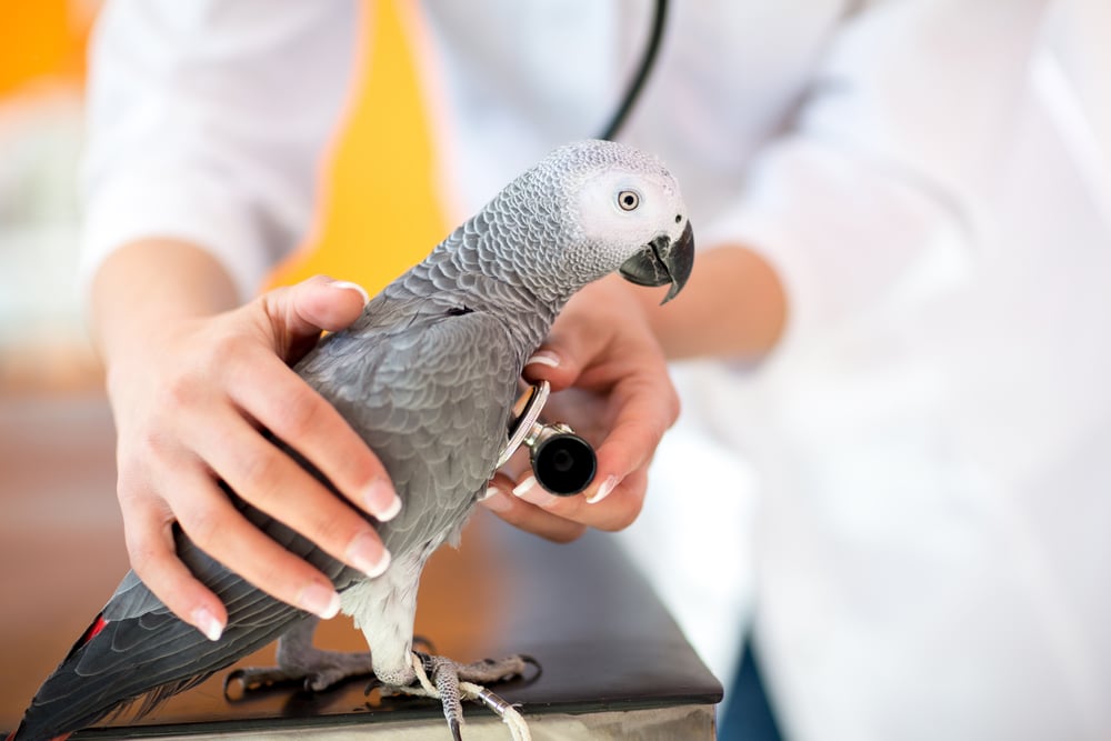 Parrot being assessed by the vet