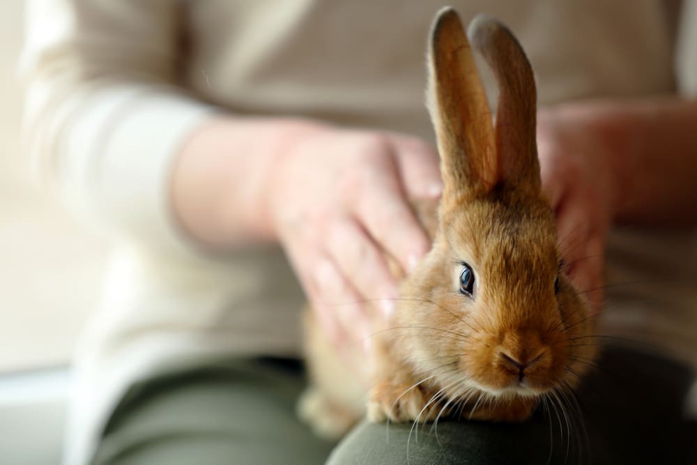 Pet rabbit in womans lap