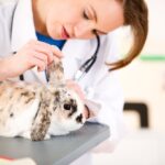 The Vet Bill Changes Every Dog and Cat Owner Needs to Know About