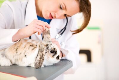The Vet Bill Changes Every Dog and Cat Owner Needs to Know About