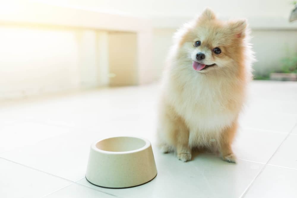 Pomeranian dog next to empty food bowl