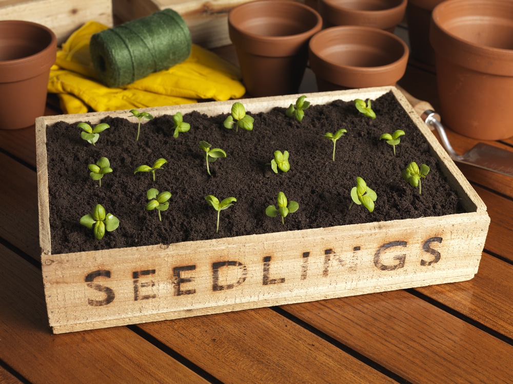 Seedlings in a box