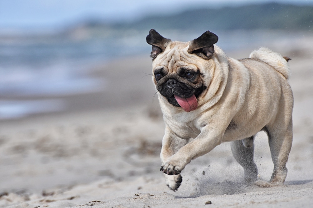 Pug running on a beach