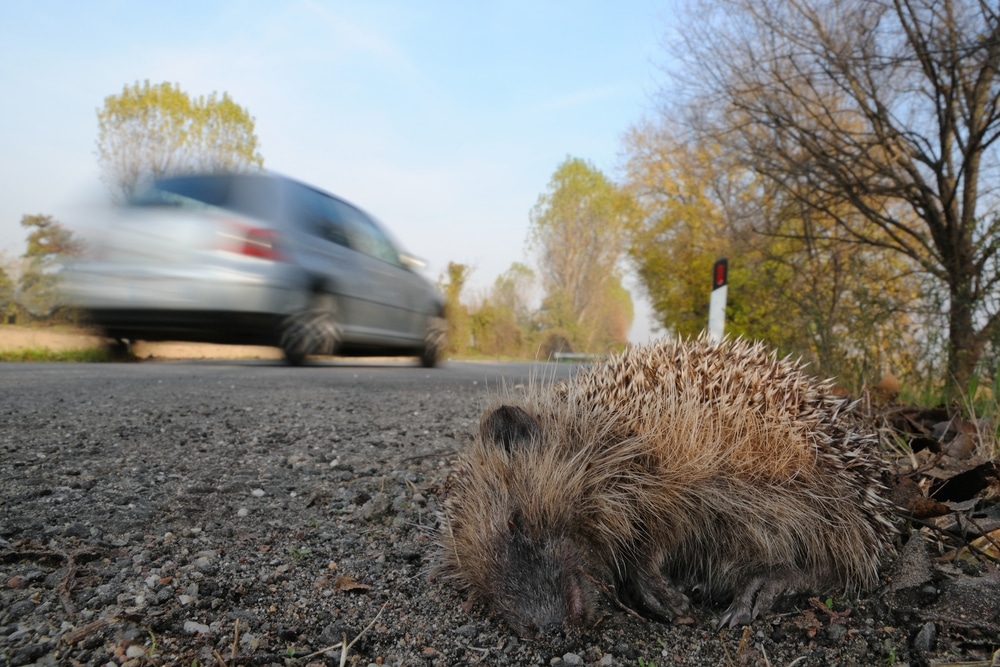 Dead hedgehog at side of road