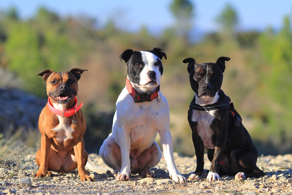 3 Staffordshire Bull Terriers of different colours