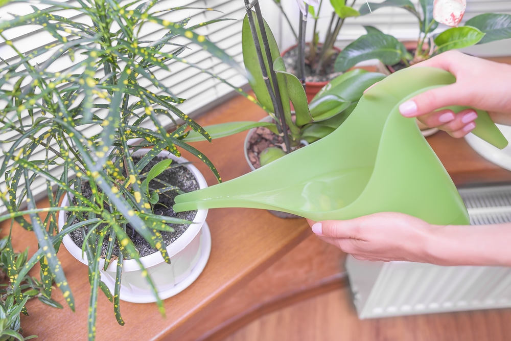 Green watering can watering houseplants