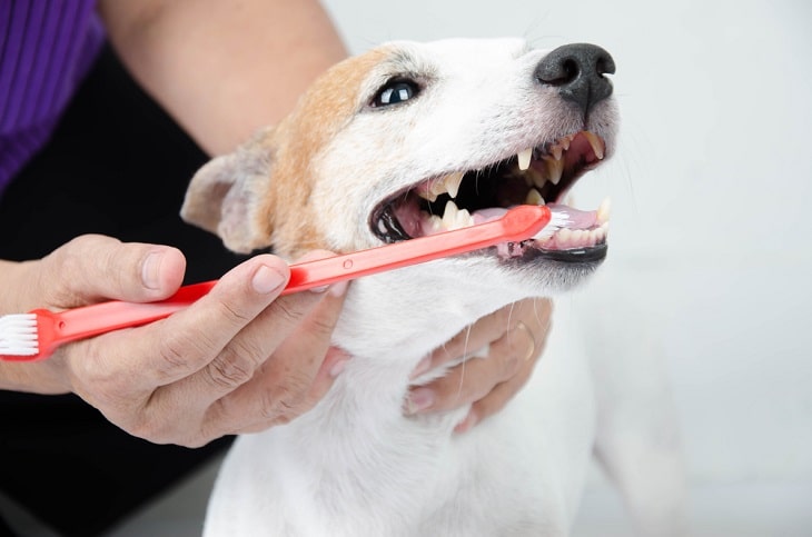 Cleaning dog's teeth