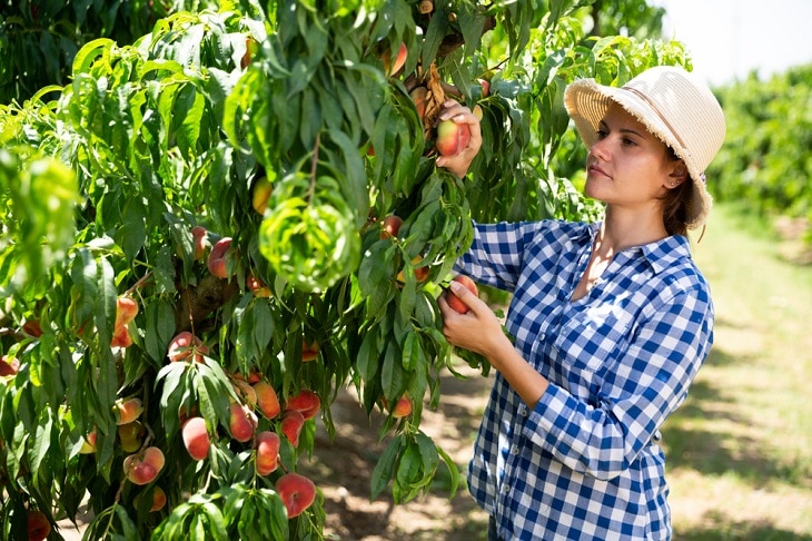Woman picking fruit in summer