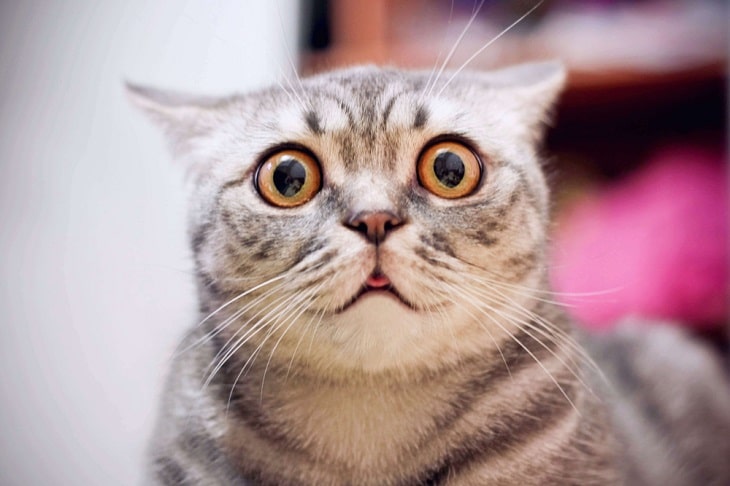 Cat looking surprised